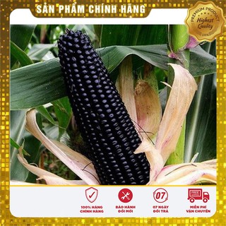Hạt giống Ngô Nếp Tím dinh dưỡng ( gói lẻ 20 hạt)