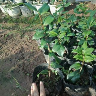 Hoa trà my bầu đất nhiều màu