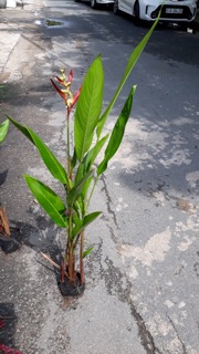 Cây chuối thiên điểu
