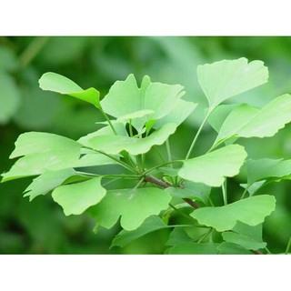 Cây ngân hạnh - cây bạch quả - cây rẻ quạt - cây con