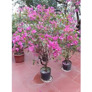 Combo phân hoa giấy chăm sóc + kích hoa ( Phân hoa giấy, 6-30-30, tott re)