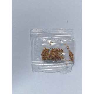 Hạt giống cây cảnh trồng chậu mini