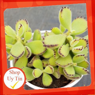 sen đá Tay gấu múp lớn🍏 |FREESHIP| 🔥 XỨ NÓNG, ĐÃ THUẦN KHÍ HẬU, KHOẺ ĐẸP 🍏 LỖI 1 ĐỔI 1