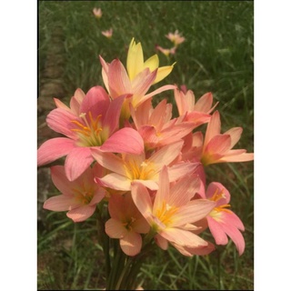 Củ huệ mưa màu cam Sunset Strain