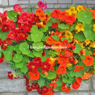 2 GRAM - HẠT GIỐNG HOA SEN CẠN RŨ MIX