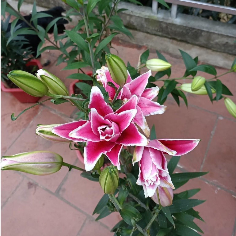 Củ ly kép size 16/18 Hà Lan đủ màu