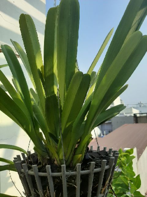 Địa Lan kiếm Tiên Vũ