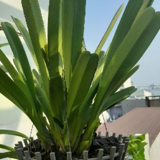 kiếm Tiên Vũ ( hoa sx)