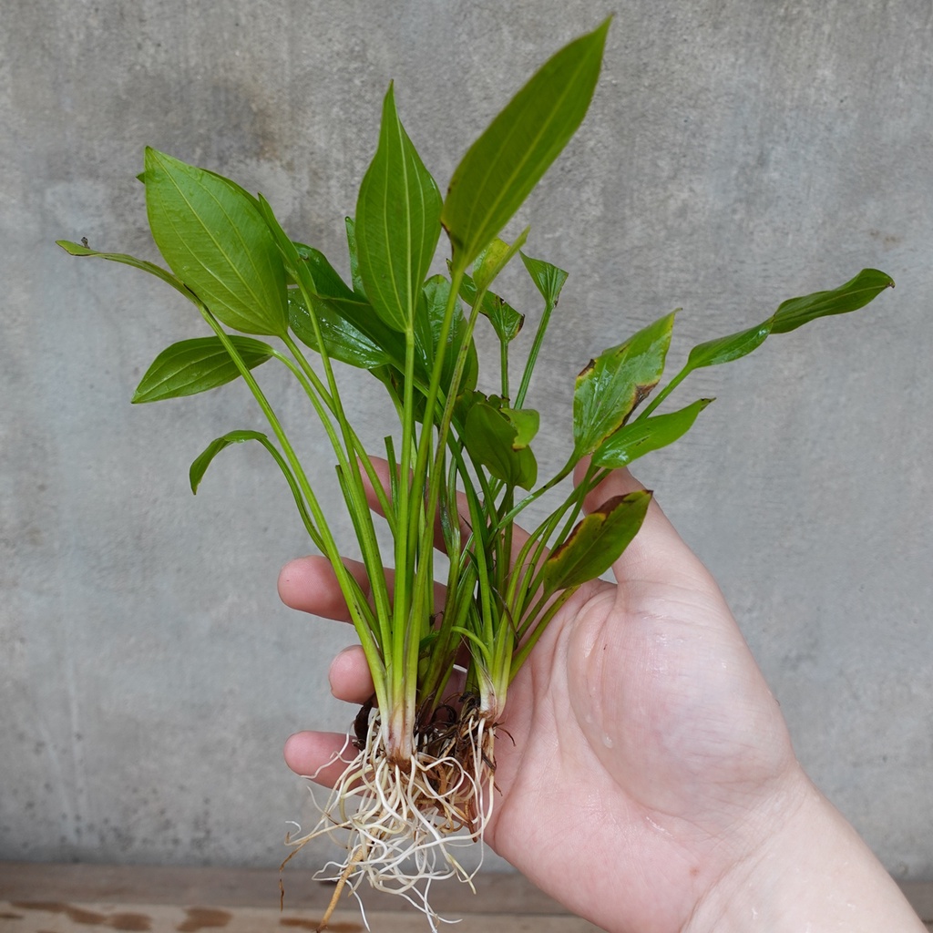 Cây thủy sinh trang trí bể cá: Cây lan nước cỡ lớn, khóm 4-5 cây
