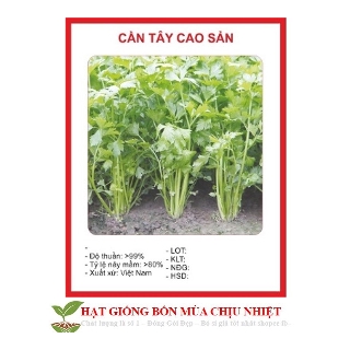 GÓI HẠT GIỐNG CẦN TÂY DỄ NAY MẦM HẠT MỚI NHẤT