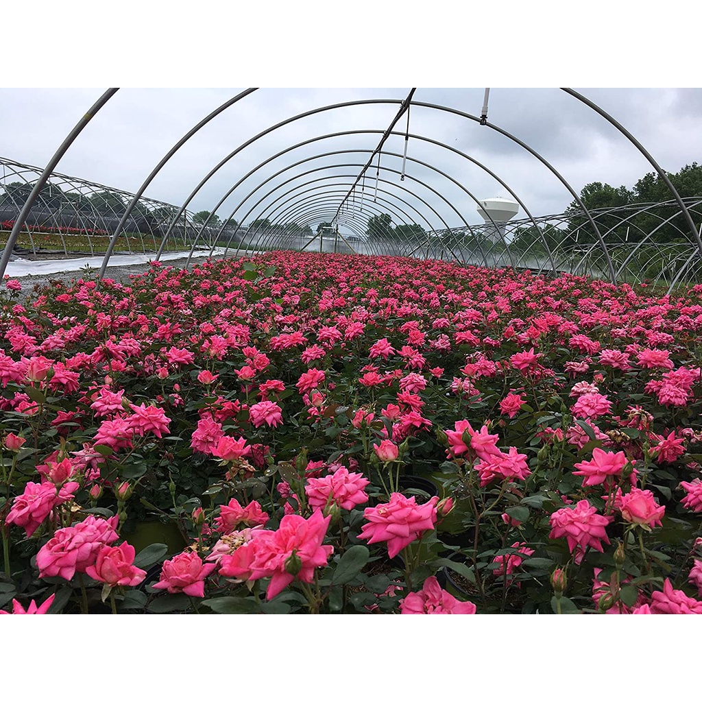 HẠT GIỐNG HOA HỒNG QUẾ Star Roses Knockout Series 18977 Double Pink Knockout Rose, 3 Gallon