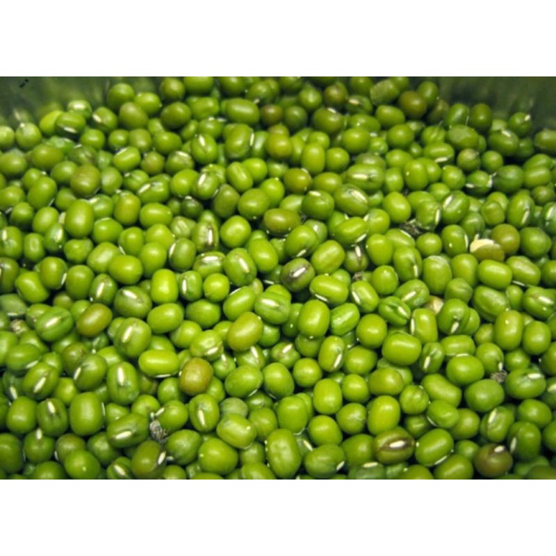 Đỗ xanh làm giá đỗ