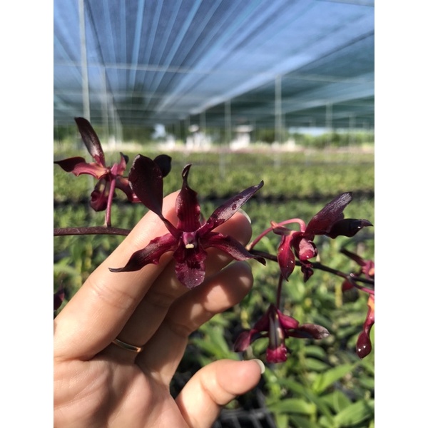 Denro xưa hắc long