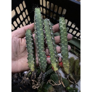 XƯƠNG RỒNG THƯỚC KẺ