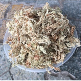 Dớn Chile loại 1- chilemoss