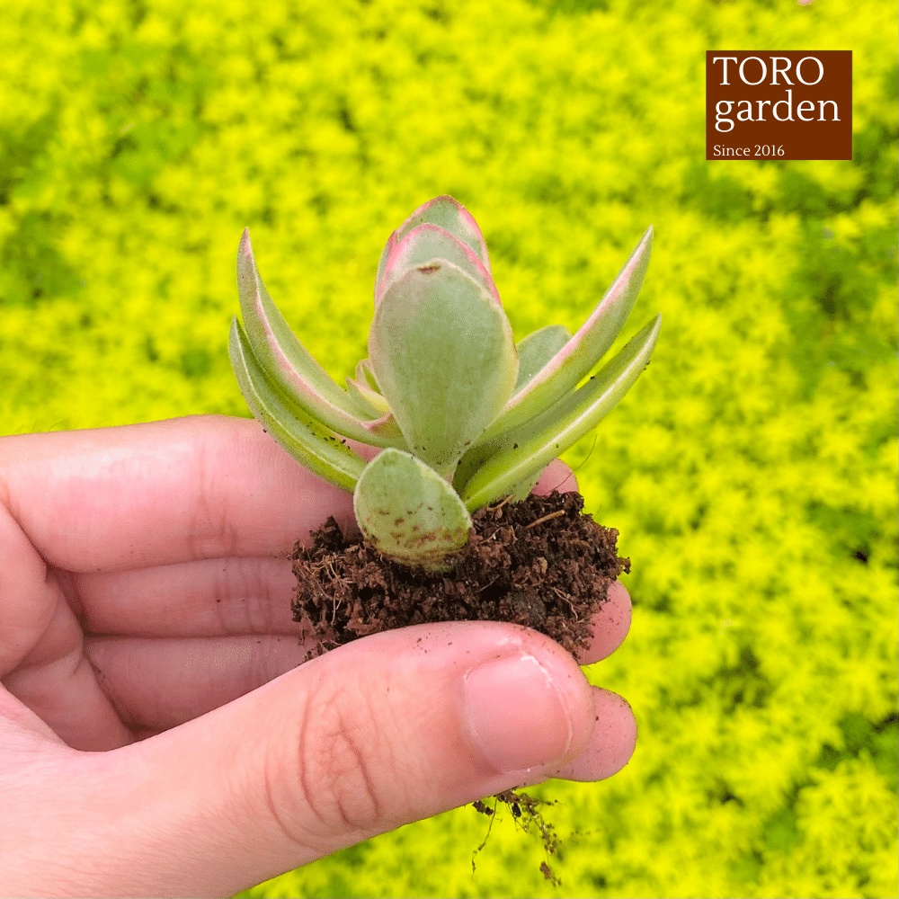 Sen đá bướm var mini Đà Lạt size mini cây cảnh trang trí nhà cửa Toro garden