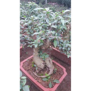 Sung bonsai