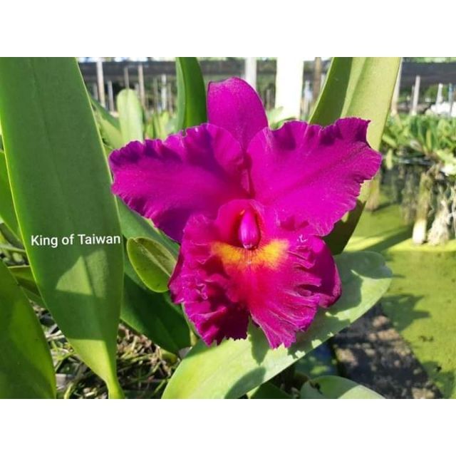 Lan cattleya chọn màu cây trưởng thành sắp hoa