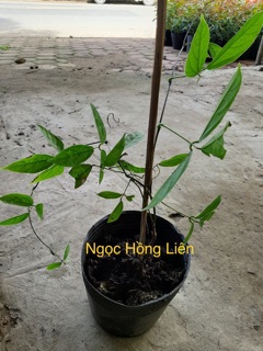 Hoa móng cop màu xanh