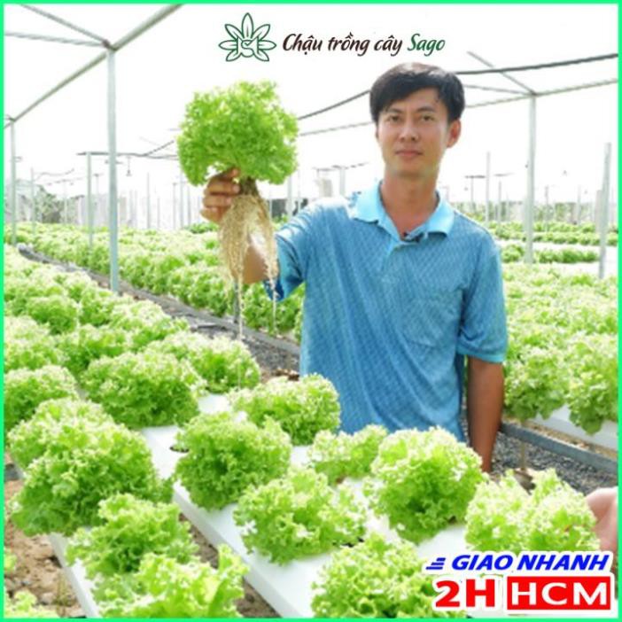 Dung Dịch Thủy Canh Trồng Sen Mini HYDROPONIC - 500ml