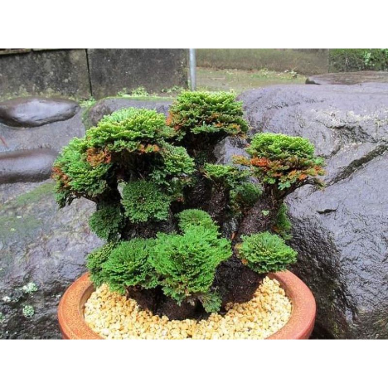 (Tặng rêu)Cây bonsai mini (cây thật) cây hình cuối