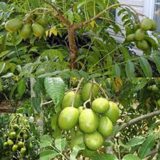 Cây CÓC THÁI LÙN SIÊU QUẢ