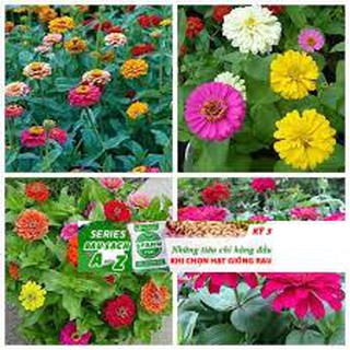 Gói 50 hạt giống hoa cúc lá nhám cúc zinnia thấp mix đến mùa trồng tết