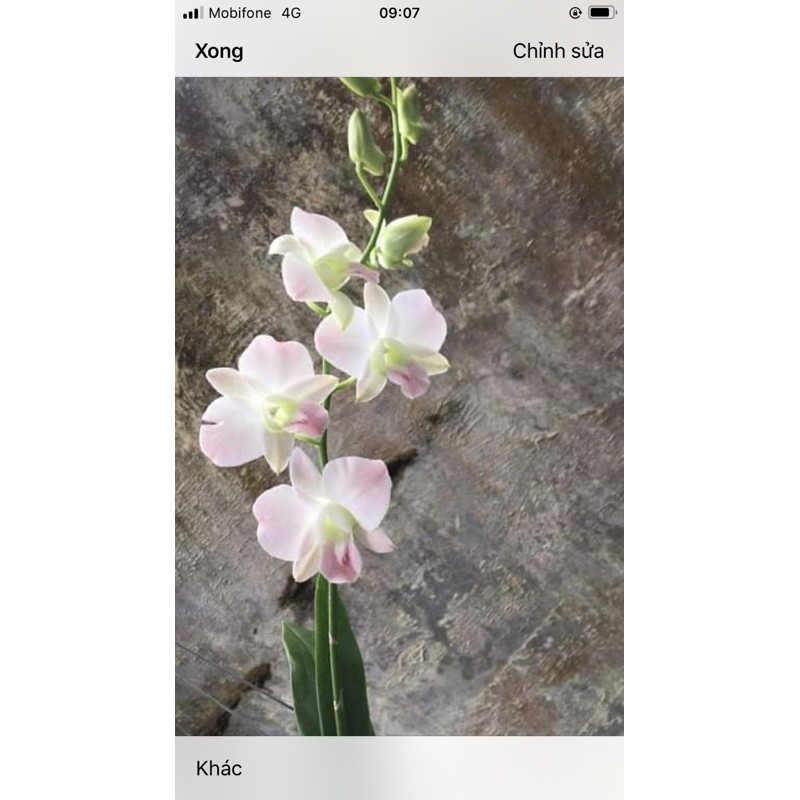 Combo ga nệm | BigBuy360 - bigbuy360.vn