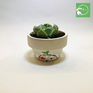 FREESHIP Terrarium 🍀Sen đá 🍀Chậu đất nung mini