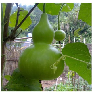 Hạt giống bầu hồ lô - gói 10 hạt