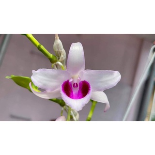 Lan phi điệp 5 cánh trắng
