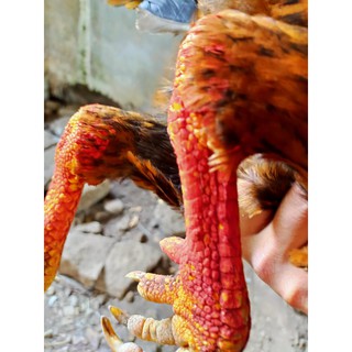 NGHỆ ĐỎ NGUYÊN CHẤT CHO GÀ