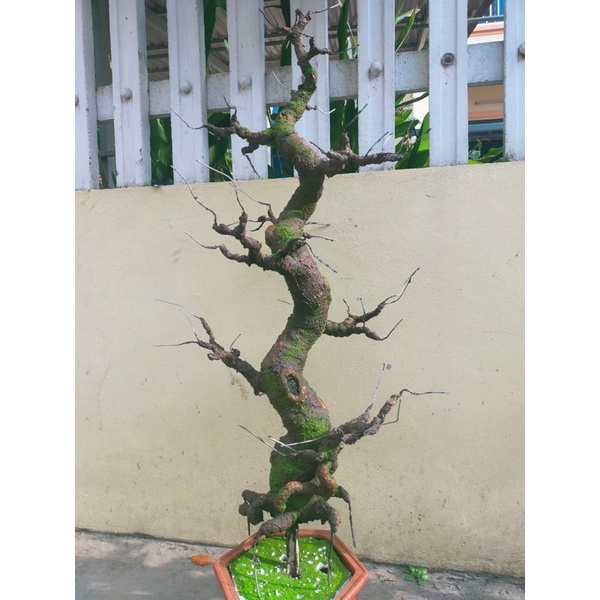 Gốc bonsai, thân cây giả dáng Trực 70-80-90cm làm hoa mai đào Handmade