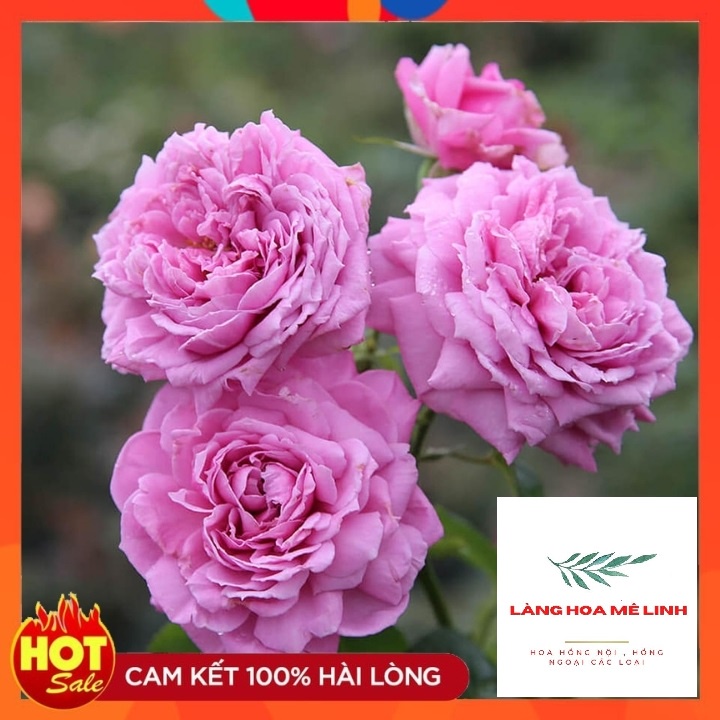 Combo 3 cây hoa hồng ngoại bất kỳ[CÂY ĐẸP - GIÁ TIẾT KIỆM - TIỆN LỢI] - cây giao đã có nụ, và hoa, cây phát triển tốt.