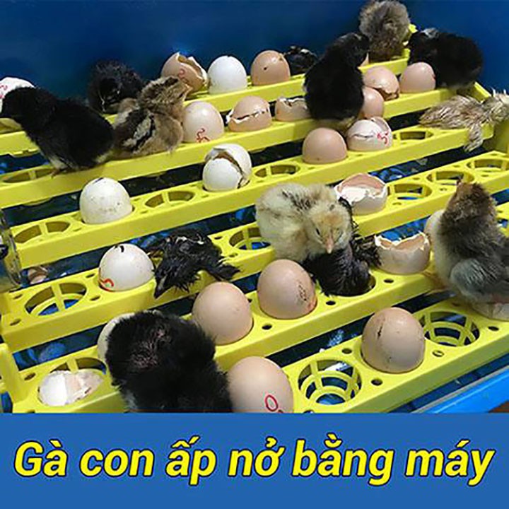 Máy Ấp Trứng Gà Ánh Dương P100 Đảo Tự Động 54 Trứng Tặng Đèn Soi Trứng - Khay nhựa đảo nghiêng, lắp thùng xốp