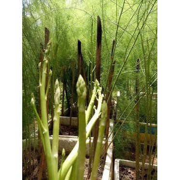 50H - HẠT GIỐNG MĂNG TÂY XANH