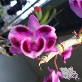 Lan trầm rừng hiếm thuần gỗ 3 năm