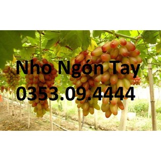 Cây Nho Giống Ngón Tay Mỹ Chuẩn ĐH Nông Nghiệp 1