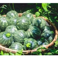 Hạt giống bí ăn non (siêu quả) 20 hạt