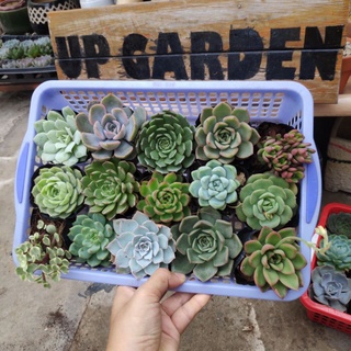 SET 11  SEN ĐÁ BẤT KÌ KHÔNG TRÙNG LOẠI