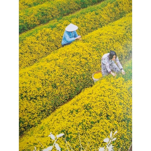 100gr hoa cúc trà thơm hàng đẹp bông vàng