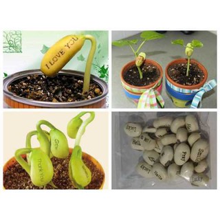 Hạt giống Đậu thần kỳ, magic bean seeds