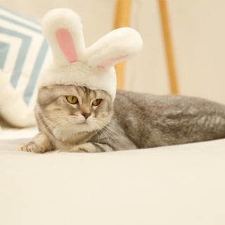 Băng Đô Tai Thỏ Cho Mèo