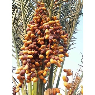 CHÀ LÀ SẤY DẺO SIÊU NGON (1kg)