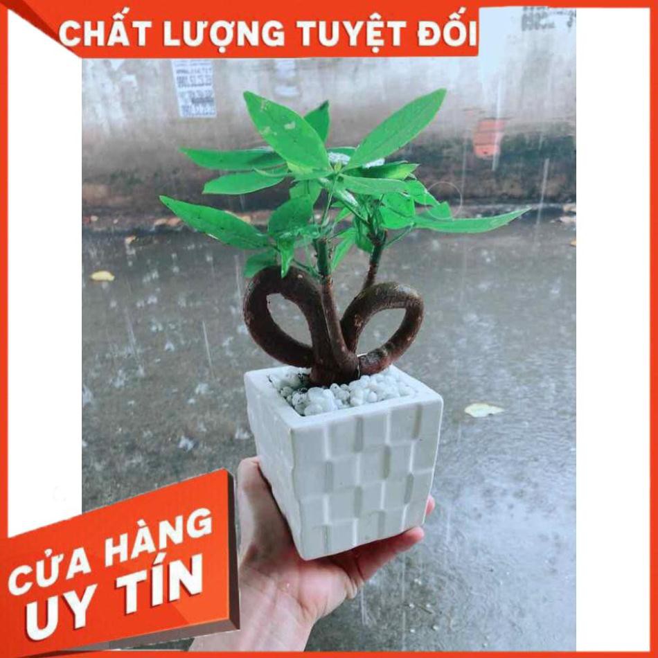 Chậu Kim Ngân Nơ Nhiều Người Mua