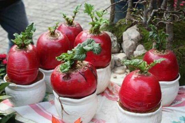 Củ rền đỏ - hạt giống