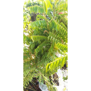 khế tàu size lớn.