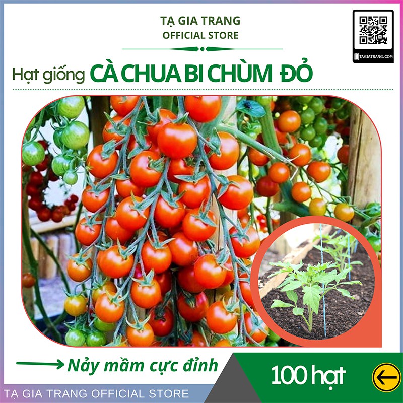 Hạt giống cà chua bi chùm đỏ (cà chua chuỗi ngọc) - Shop hạt giống Tạ Gia Trang