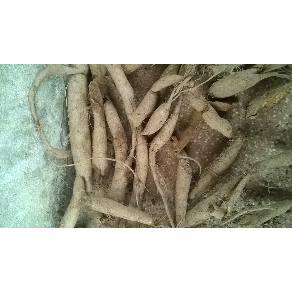 Củ gai tươi giúp an thai 1.2kg