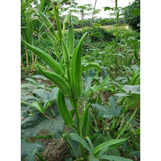 [Hạt giống Mỹ] Hạt giống đậu bắp xanh Mỹ - tỷ lệ nảy mầm 95% (20 hạt) NHẬP KHẨU 100%